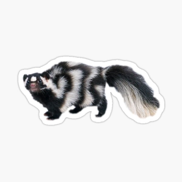 Skunk Sticker for Sale by myuniquepet