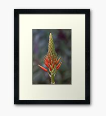 Hot Poker Framed Print