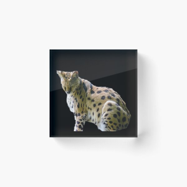 Item preview, Serval designed and sold by myuniquepet.