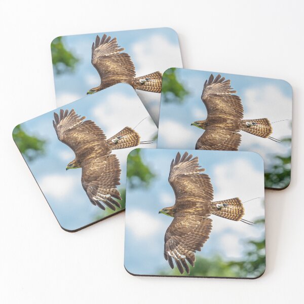 Item preview, Buzzard displaying falconry telemetry designed and sold by Dalyndigital Photography.
