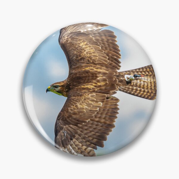 Item preview, Buzzard displaying falconry telemetry designed and sold by Dalyndigital Photography.