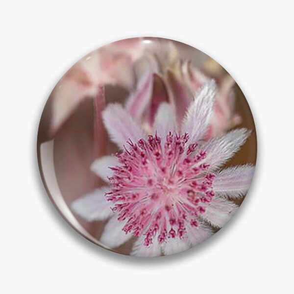 Item preview, Pink Flannel Flower - photograph designed and sold by Kestrelle.