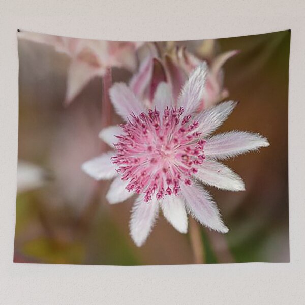 Item preview, Pink Flannel Flower - photograph designed and sold by Kestrelle.