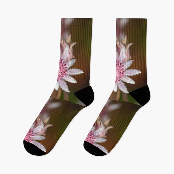 Item preview, Pink Flannel Flower - photograph designed and sold by Kestrelle.