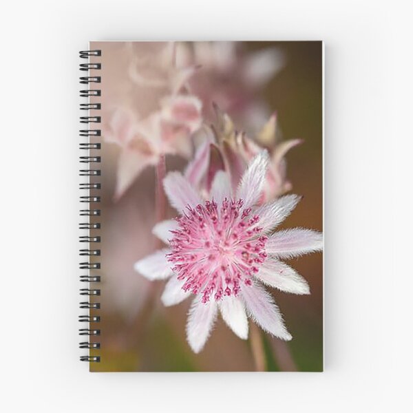 Item preview, Pink Flannel Flower - photograph designed and sold by Kestrelle.
