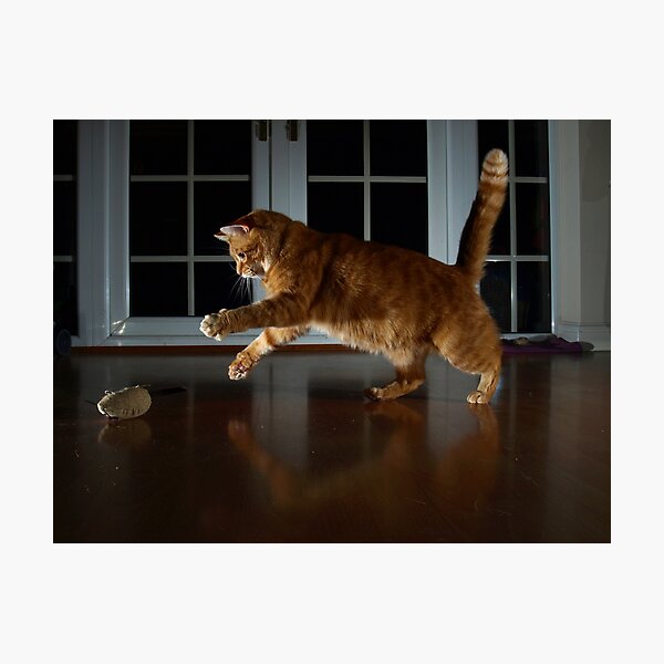 Playful cat Photographic Print