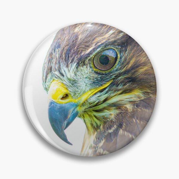 Item preview, Buzzard concentration on prey below its perch designed and sold by Dalyndigital Photography.