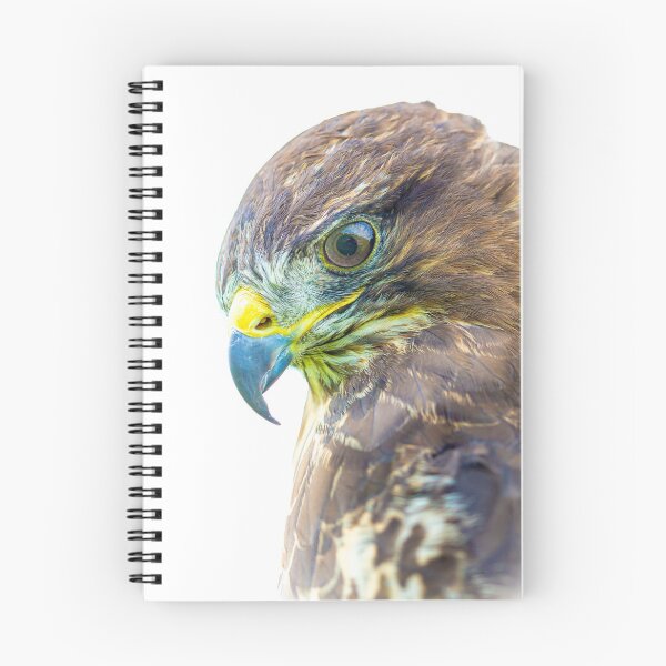 Item preview, Buzzard concentration on prey below its perch designed and sold by Dalyndigital Photography.