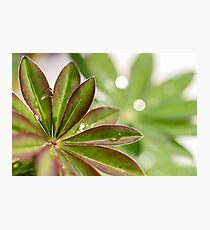 Lupin leaves Photographic Print