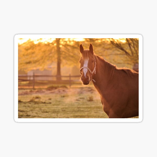 Good Morning Whiskers! Sticker