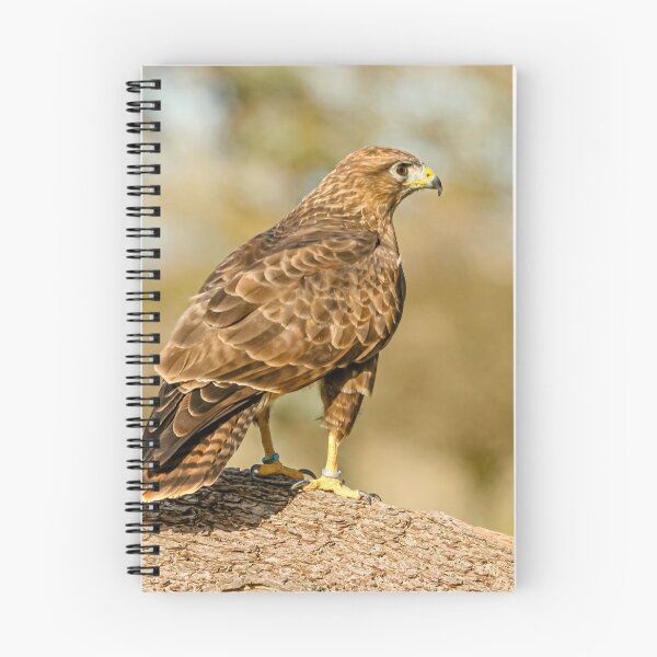 Item preview, Buzzard on a branch designed and sold by Dalyndigital Photography.