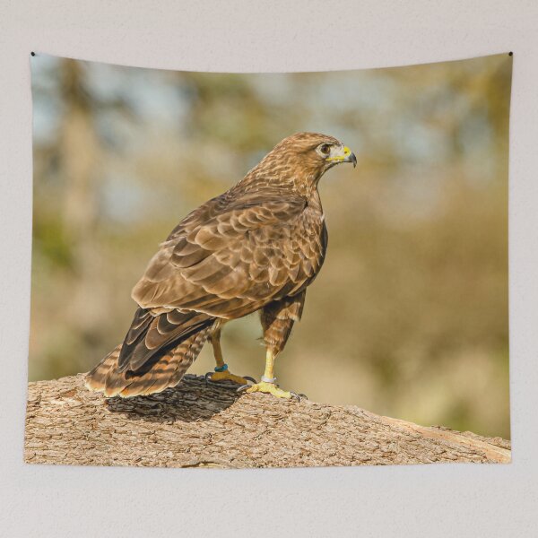 Item preview, Buzzard on a branch designed and sold by Dalyndigital Photography.