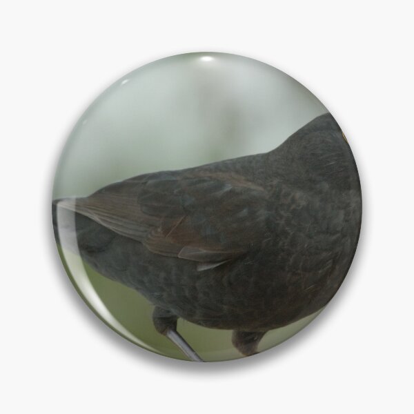 Artikelvorschau, Amsel entworfen und verkauft von Macrae images.