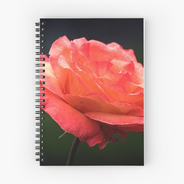 Item preview, Pink rose Leith Park Victoria 20151120 0728   designed and sold by Fred Mitchell.
