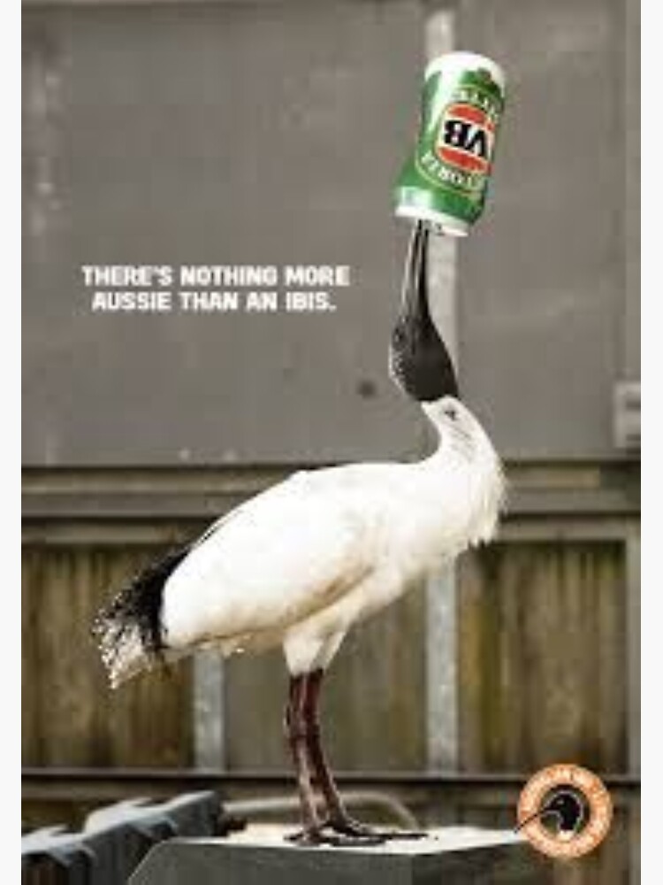 "Aussie Bin Chicken" Poster for Sale by Battousai27 Redbubble