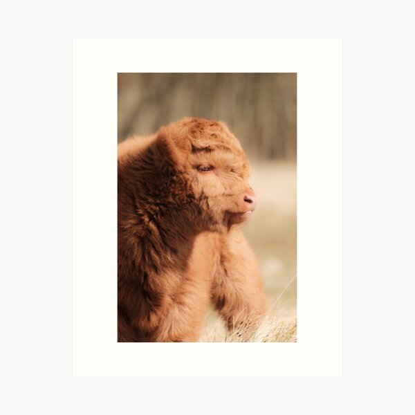 Fluffy Scottish Highland Calf Art Print
