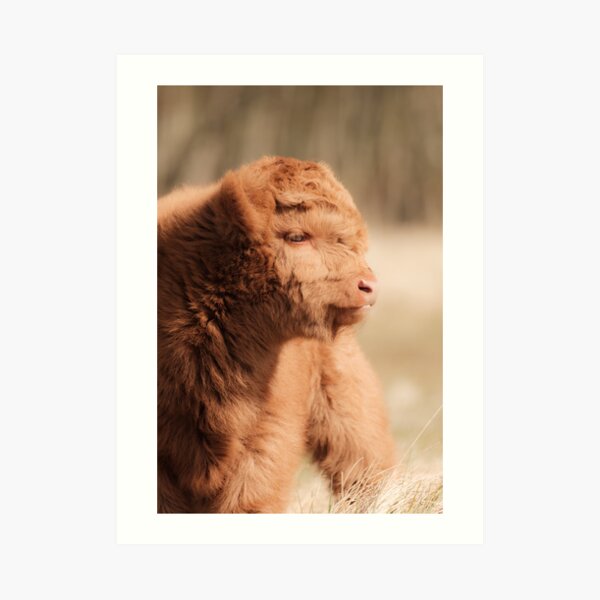 Fluffy Scottish Highland Calf Art Print