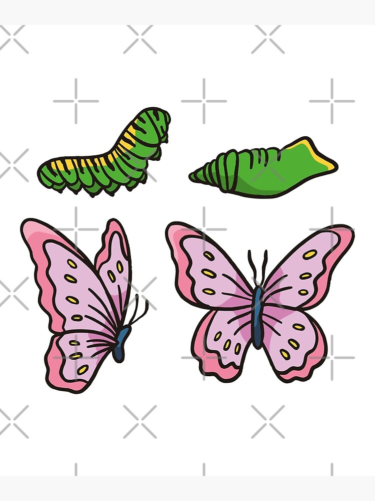 Life Cycle Of A Butterfly Poster By Ibruster Redbubble 4497