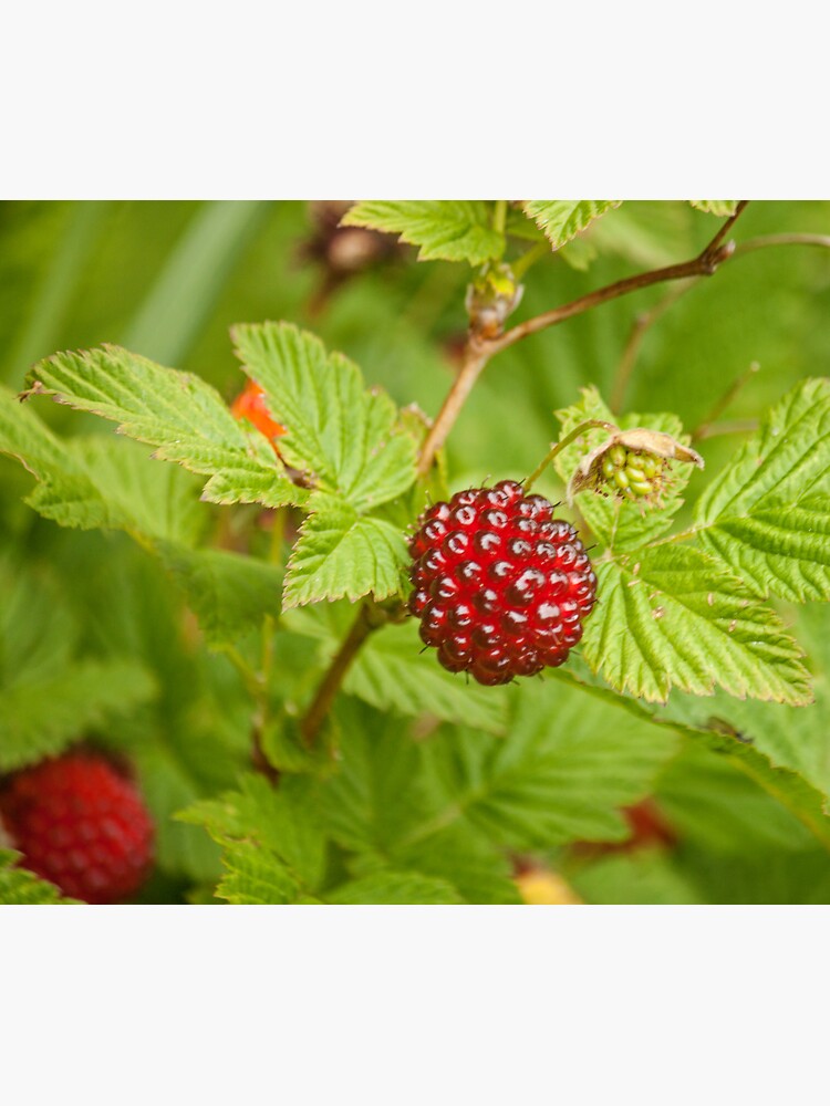 "Salmonberry Photography Print" Sticker by griffingphoto Redbubble
