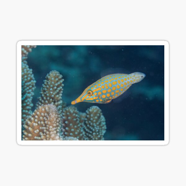 Longnose Filefish Sticker