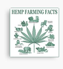 Hemp Farming Canvas Print