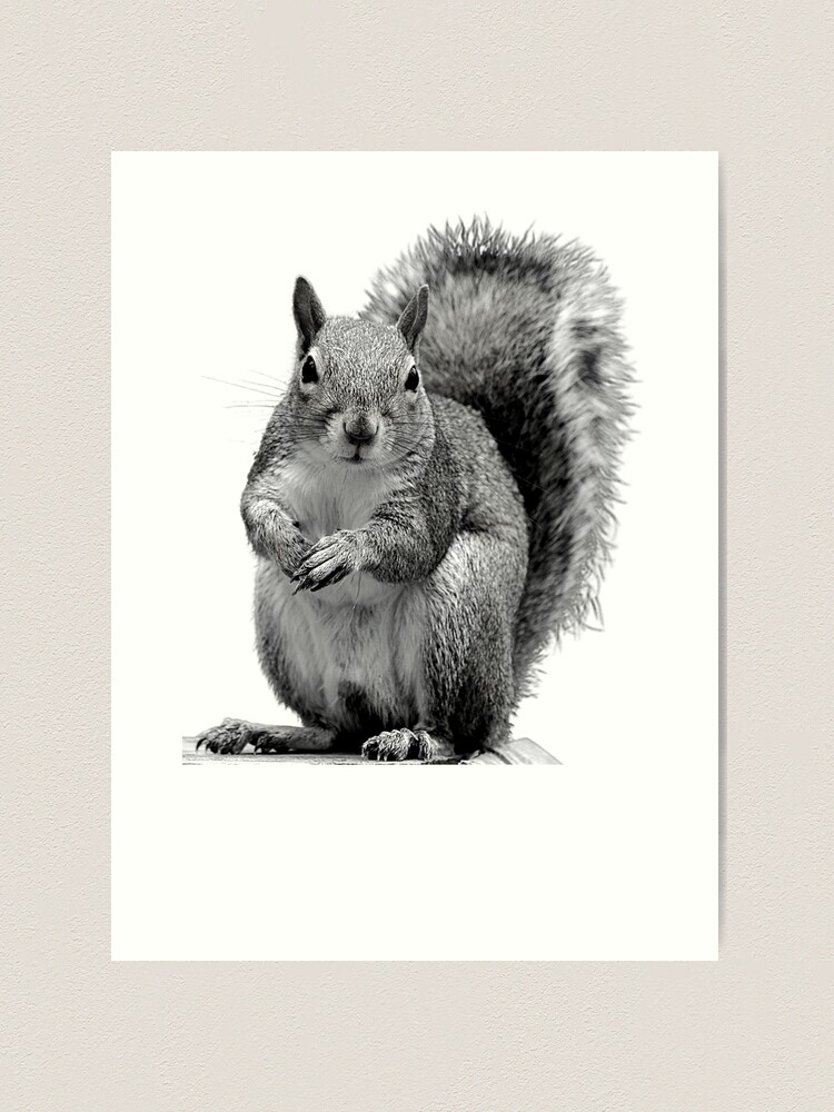White Squirrel Art Print