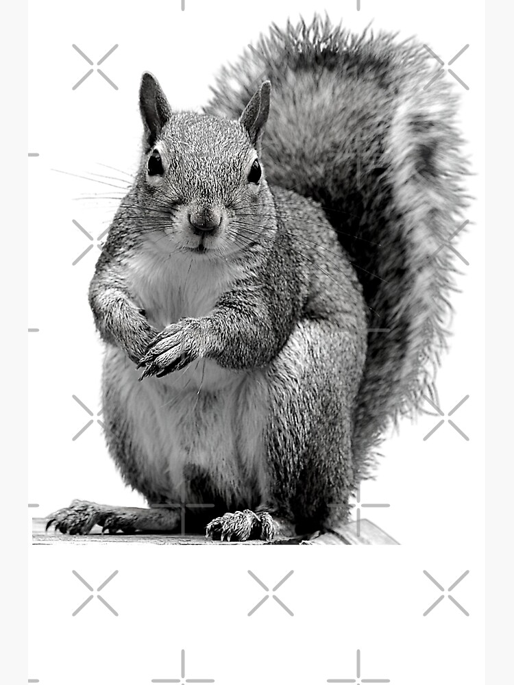 White Squirrel Art Print