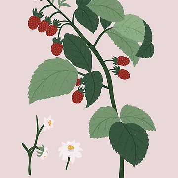 Artwork thumbnail, Botanical Raspberry Plant by SoulDesignsCo