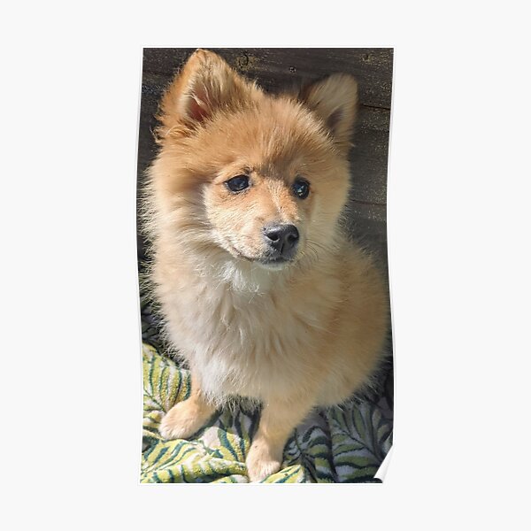 Chiot Posters Redbubble