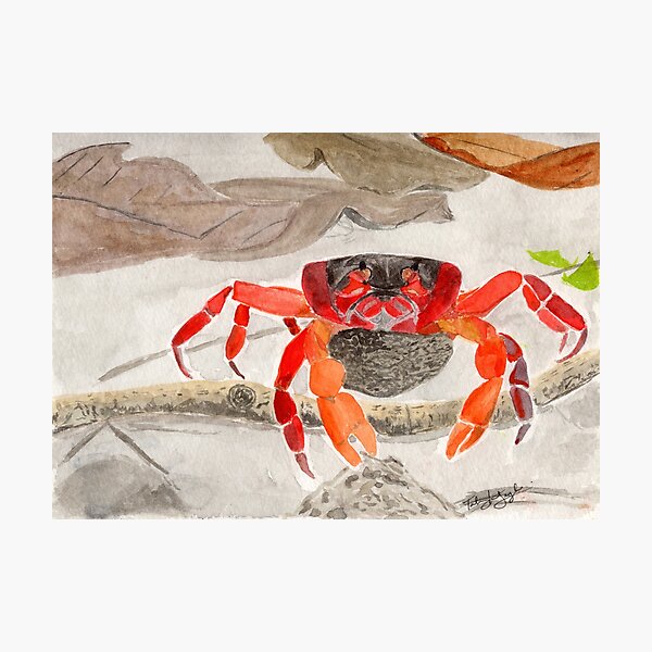 Christmas Island Red Crab with eggs Photographic Print