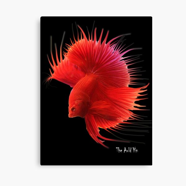 Siamese Fighting Fish. Canvas Print