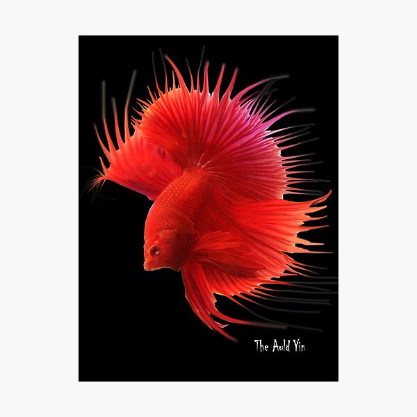 Siamese Fighting Fish. Photographic Print
