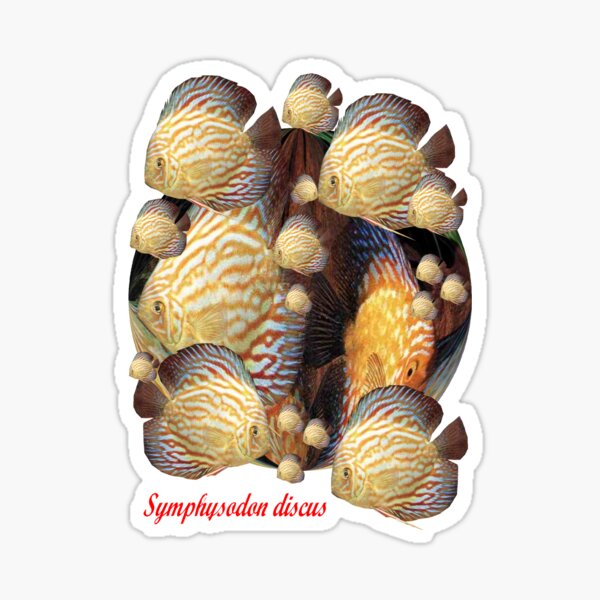 Symphysodon discus. Sticker