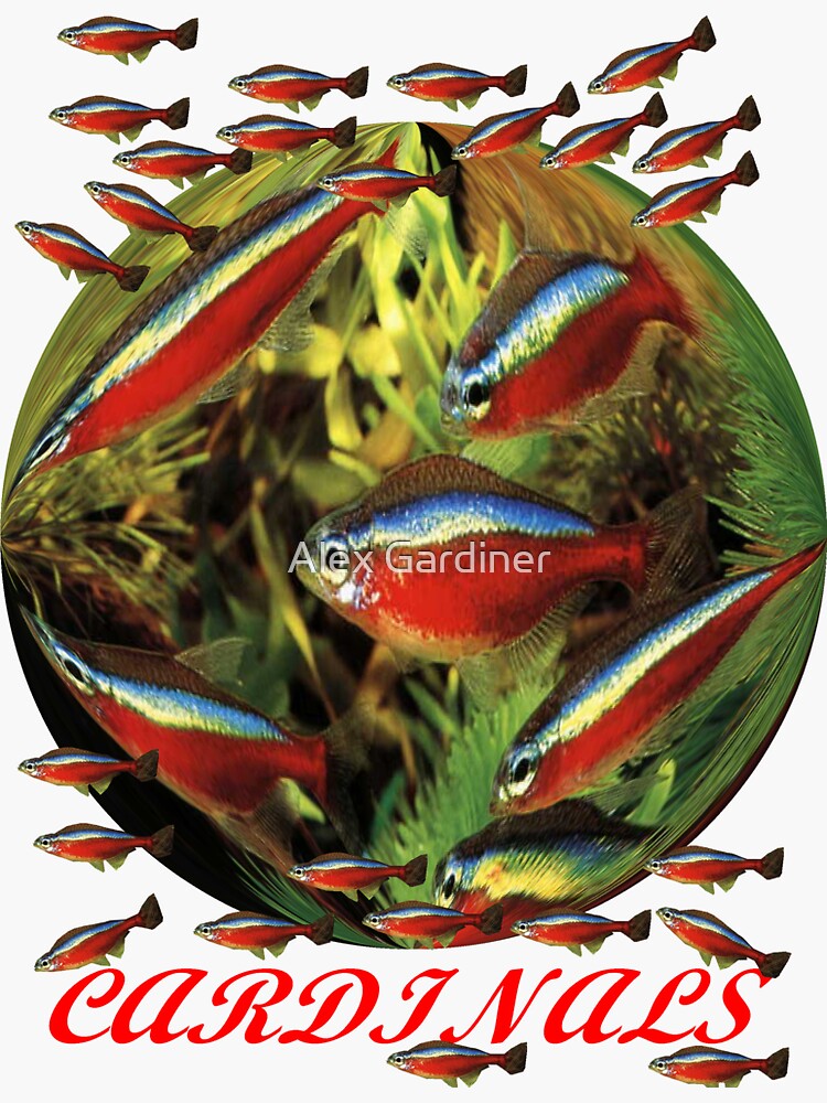 Thumbnail 3 of 3, Sticker, Paracheirodon axelrodi ; Cardinals designed and sold by windana1.