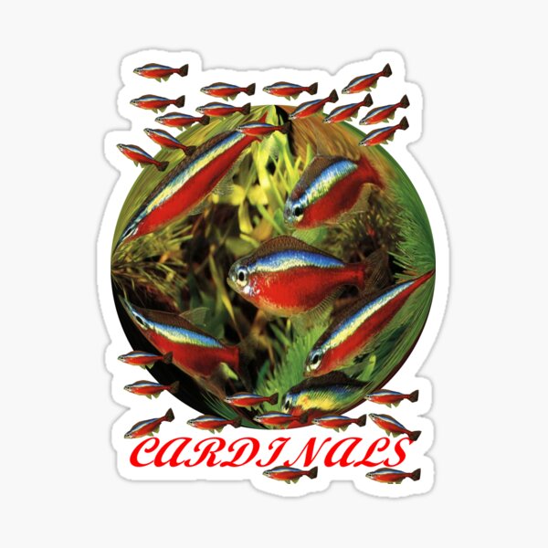 Paracheirodon axelrodi ; Cardinals Sticker