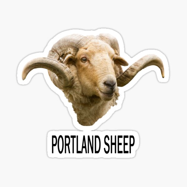 Item preview, Portland Sheep Portrait with Text designed and sold by Jane Stanley.