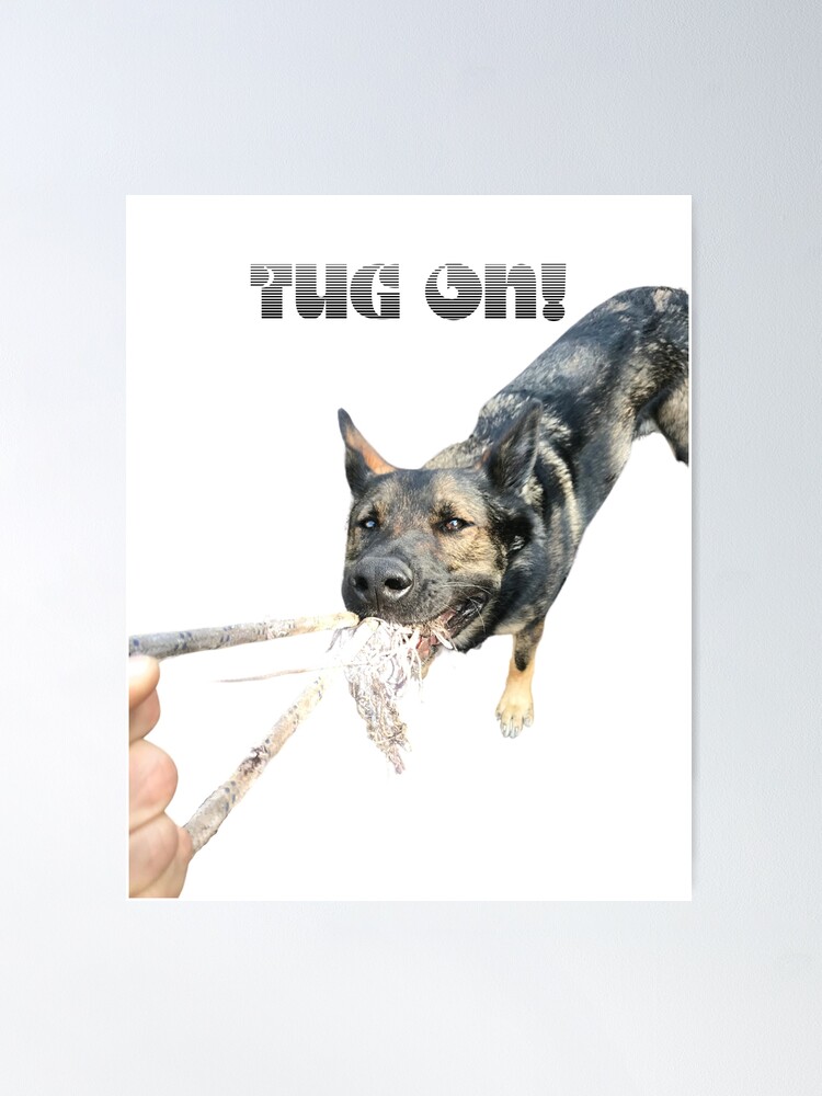 german shepherd tug of war