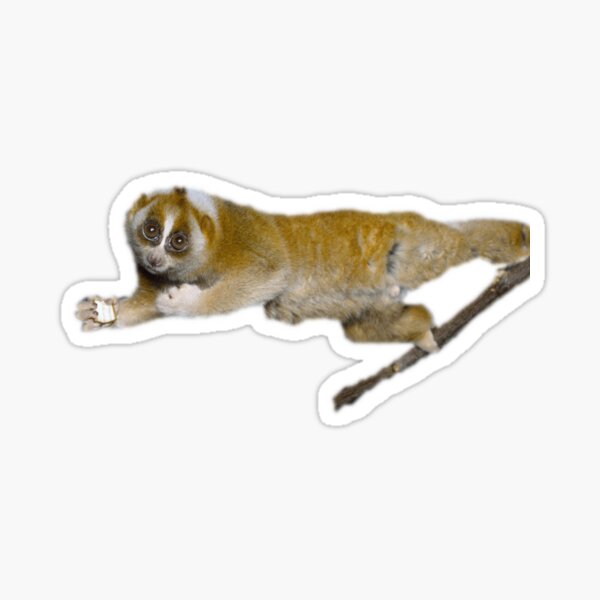 Moth Sticker – Slow Loris