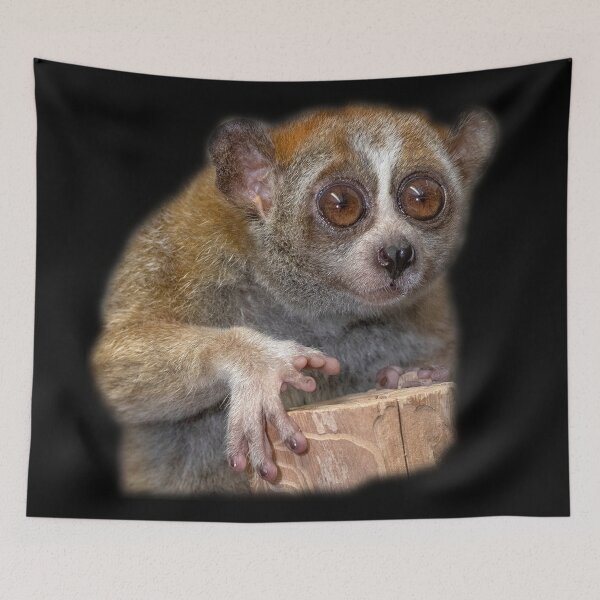 Item preview, Slow Loris designed and sold by myuniquepet.