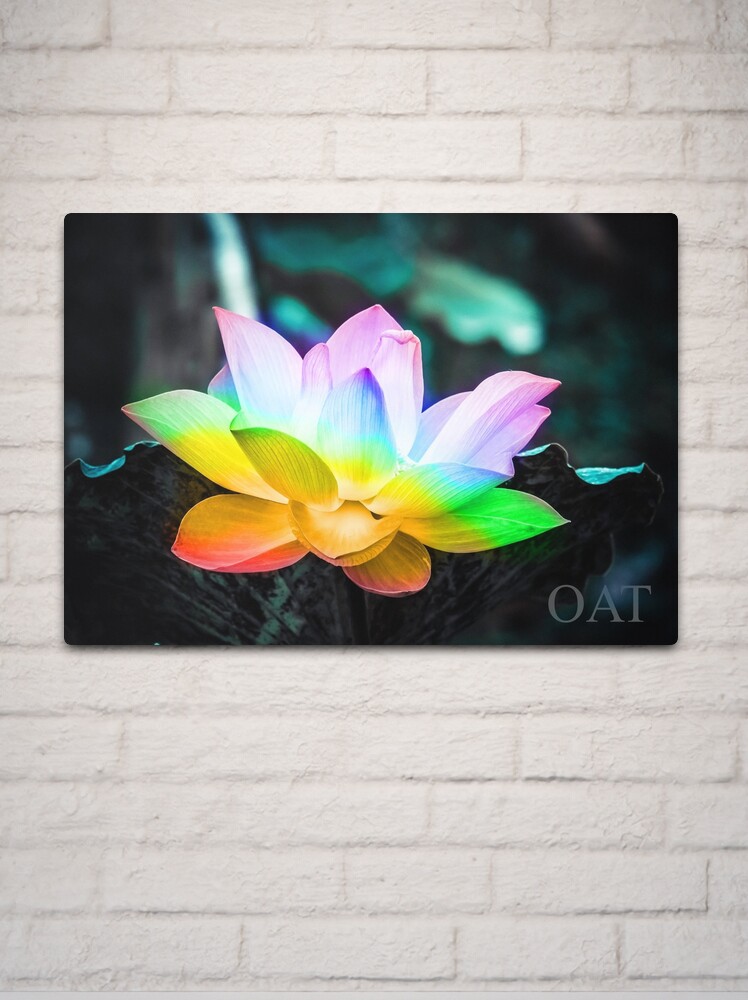 Thumbnail 2 of 4, Metal Print, Rainbow Lotus Flower designed and sold by Artcestral.