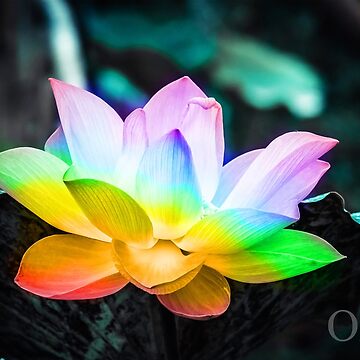 Artwork thumbnail, Rainbow Lotus Flower by Olivia Tatara