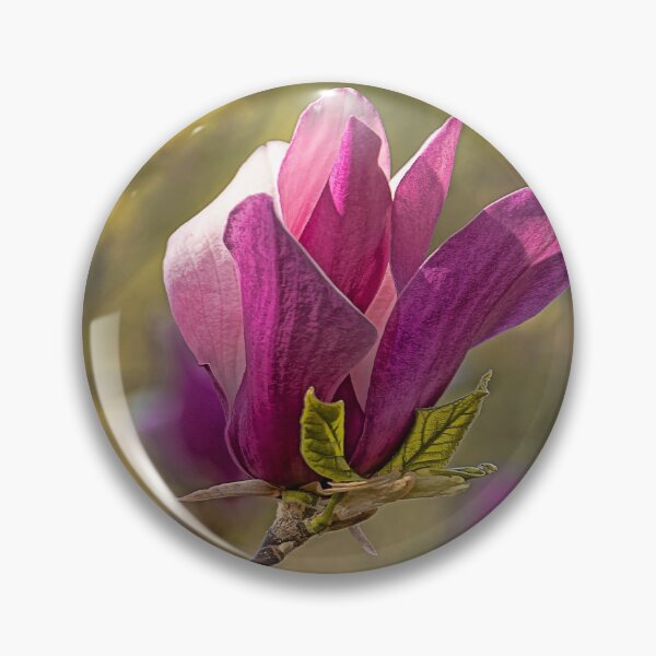 Item preview, Magnolia grandiflora heralds spring  designed and sold by ritadilalla.