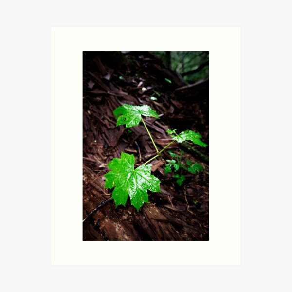 Wet Leave In The Dark Art Print