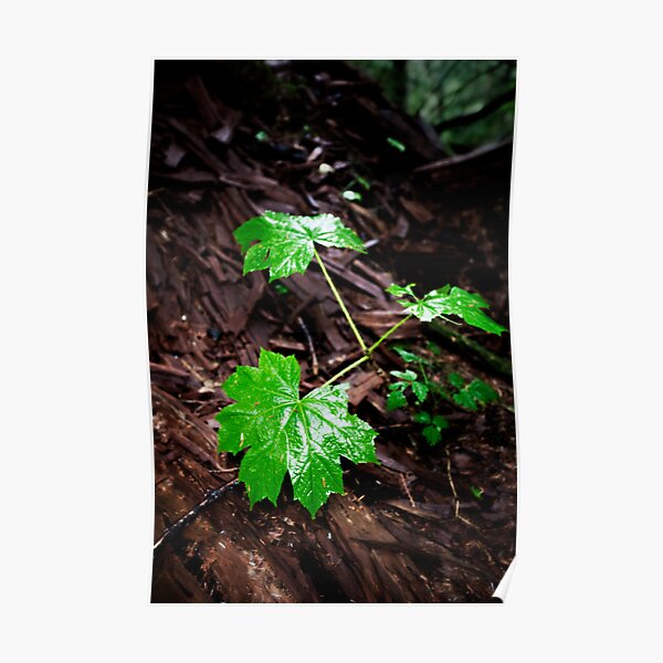 Wet Leave In The Dark Poster