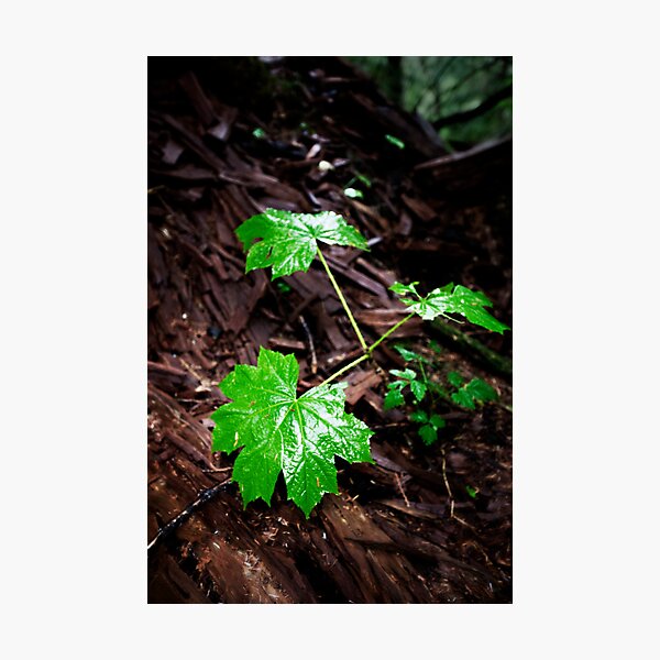 Wet Leave In The Dark Photographic Print