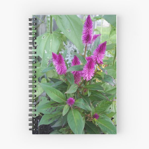 Item preview, Celosia Flower designed and sold by ArtbyMeganBrock.