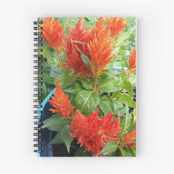 Item preview, Celosia Flower designed and sold by ArtbyMeganBrock.