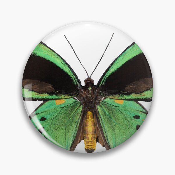 Item preview, emerald birdwing butterfly designed and sold by celestial-lobby.