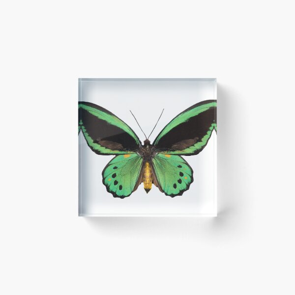 Item preview, emerald birdwing butterfly designed and sold by celestial-lobby.