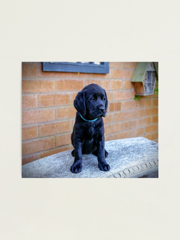 Thumbnail 2 of 3, Photographic Print, Cute puppy designed and sold by ScenicViewPics.